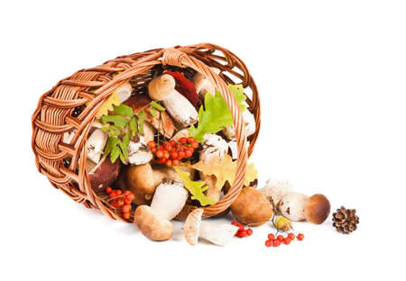 Mushrooms in a basket isolated on white backgroundの写真素材