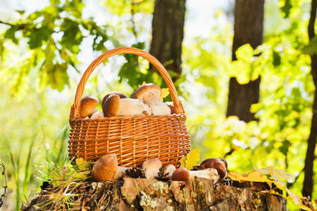 Natural background with mushrooms in a basketの写真素材