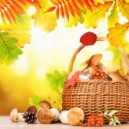 Basket with mushrooms on a background of yellow autumn leavesの写真素材