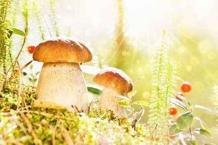 Wild mushrooms with bright sunlightの写真素材