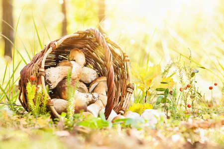 Natural background with mushrooms and bright sunlightの写真素材
