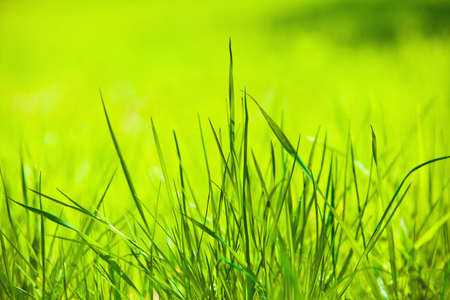 Green grass close-up on green background