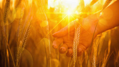 Female hand in wheat in the sunの写真素材