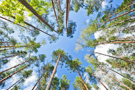 Crowns of trees against blue sky