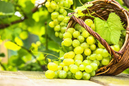 White grapes in basket on background of vineyardsの写真素材