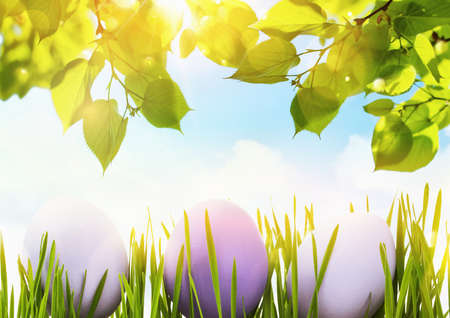 Easter eggs on green grass in sunlight