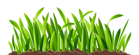Green grass isolated on white background. Vector illustrationのイラスト素材