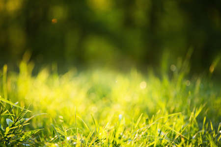 Natural background with green grass and sunshine effect bokehの写真素材