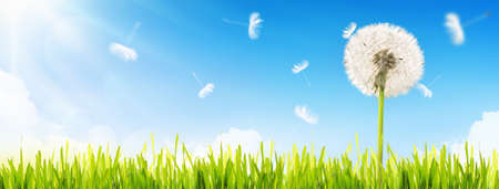 Dandelion on blue skyの写真素材