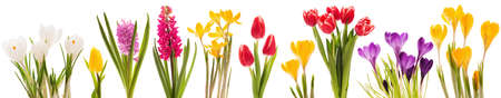 Spring flowers collectionの写真素材