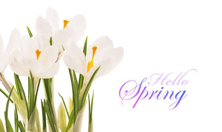 White Crocuses closeup. Spring Flowersの写真素材