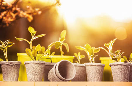 Young plants in sunlightの写真素材