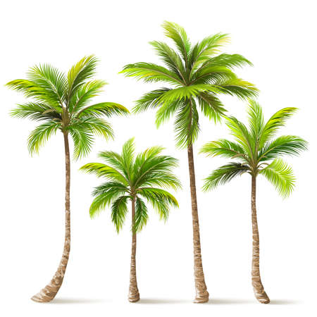 Palm Trees Set. Vectorのイラスト素材