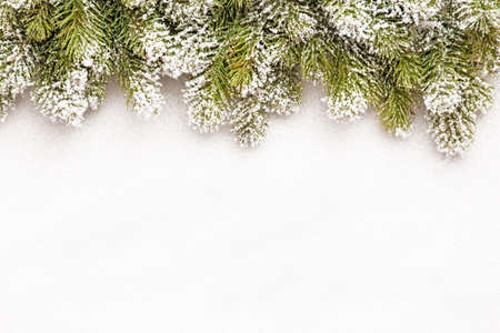 Fir branches with snowの写真素材