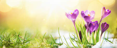  Springtime. Spring Flowers in Sunlight. Outdoor Natureの写真素材
