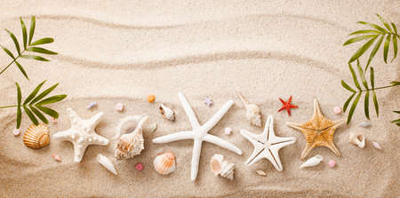 Sea shells on sand. Summer beach background. Top viewの写真素材