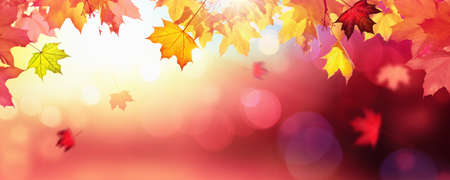 Falling Autumn Maple Leaves Natural Colorful Backgroundの写真素材