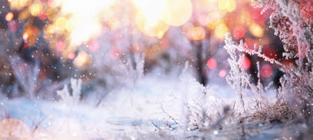 Winter Sunny Background with Snowy Branches and Bokeh Effects.の写真素材