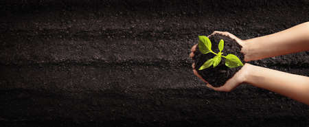 Female Hands Planting Young Plants. Gardening and Vegetable Garden Concept