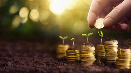 Investment Concept. Plant Growing In Savings Coins Money. Business Developmentの写真素材