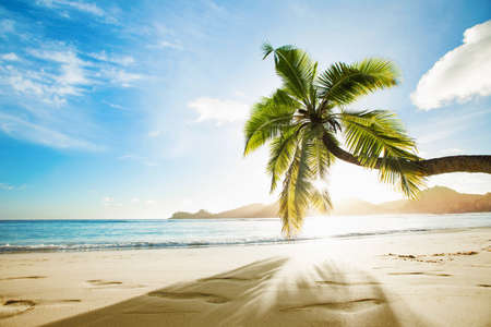 Tropical Palm Tree in the Sunshine. Paradise Island in the Oceanの写真素材