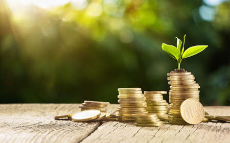 Investment Concept. Plant Growing In Savings Coins Money. Business Developmentの写真素材