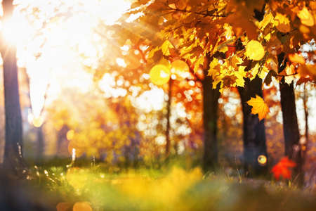Autumn Landscape. Fall Scene. Trees and Leaves in Sunlight Rays. Bokeh effect
