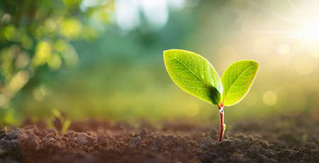New Life Young Plant in Sunlight, Growing Plant, Plant Seedlingの写真素材