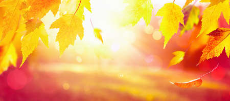 Falling Autumn Maple Leaves Natural Colorful Backgroundの写真素材