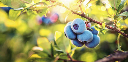 Juicy and Fresh Blueberries with Green Leaves. Natural backgroundの写真素材