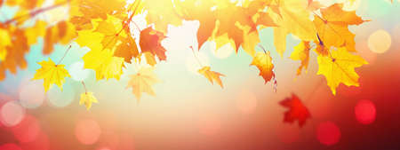 Falling Autumn Maple Leaves Natural Colorful Backgroundの写真素材