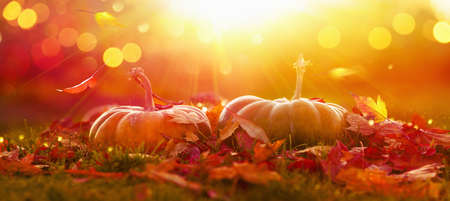 Holiday Autumn Festival Concept. Fall Scene. AutumnThanksgiving Day Background. Halloween Pumpkins. Orange Pumpkin Over Beauty Bright Autumnal Nature Background. Harvestの写真素材