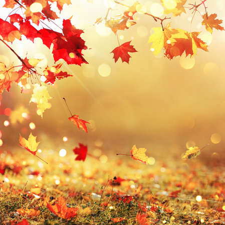 Falling Autumn Maple Leaves Natural Gold Backgroundの写真素材