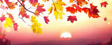 Falling Autumn Maple Leaves Natural Sunset Backgroundの写真素材