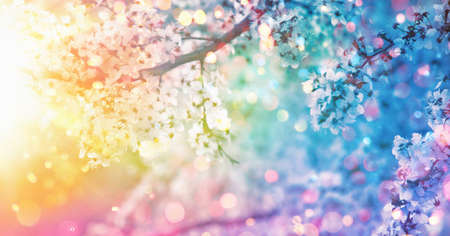 Beautiful Nature Scene with Blooming Tree and Sun Flare. Sunny Day. Spring Flowers. Beautiful Abstract Colored Background. Springtimeの写真素材