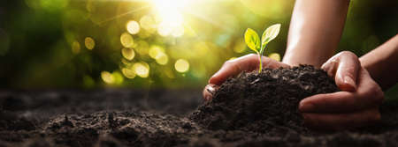 Close Up Plant in Female Hands. Care of the Environment. Ecology conceptの写真素材