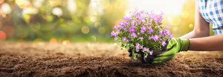 Planting Flowers In Sunny Garden. Spring Gardening Works Conceptの写真素材
