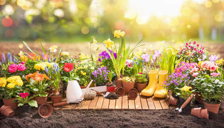 Garden Flowers, Plants and Tools on a Sunny Background. Spring Gardening Works Conceptの写真素材