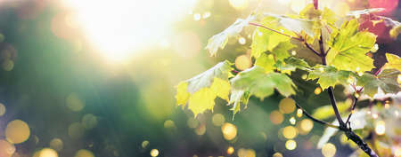 Beautiful Nature Scene with Maple Leaves and Sun Flare. Sunny day. Spring Background with Blurred Effect and Warm Light. Springtimeの写真素材