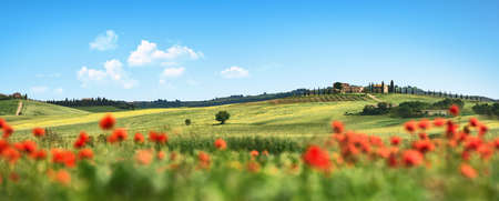 Beautiful Landscape with Poppies Flowers. Chianti Tuscany Italyの写真素材