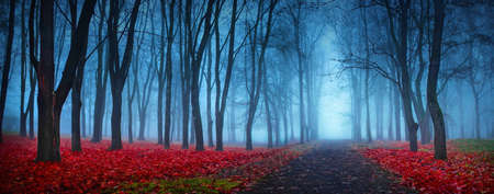 Beautiful Mystical Forest In Blue Fog In Autumn. Colorful Landscape With Enchanted Trees With Red Leaves. Dreamy Foggy Forest. Nature backgroundの写真素材
