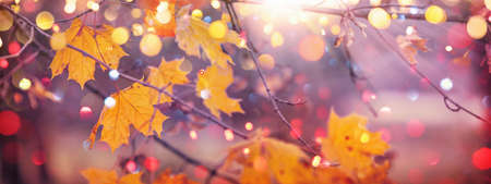 Autumn Landscape. Fall Scene. Trees and Leaves in Sunlight Rays. Bokeh effectの写真素材