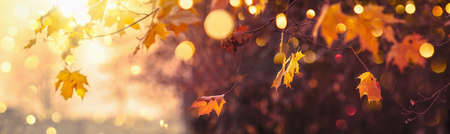 Autumn Landscape. Fall Scene. Trees and Leaves in Sunlight Rays. Bokeh effect
