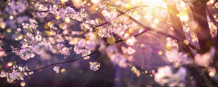 Beautiful Nature Scene with Blooming Tree and Sun Flare. Sunny Day. Spring Flowers. Beautiful Abstract Colored Background. Springtimeの写真素材