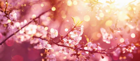 Beautiful Nature Scene with Blooming Tree and Sun Flare. Sunny Day. Spring Flowers. Beautiful Abstract Colored Background. Springtimeの写真素材
