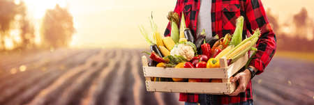 Farmer Man Holding Wooden Box Full of Fresh Vegetablesの写真素材