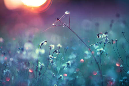 Natural Autumn Background. Colorful Bokehの写真素材