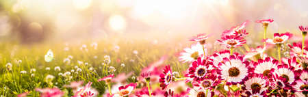 Morning landscape in pink colors. Spring flowersの写真素材