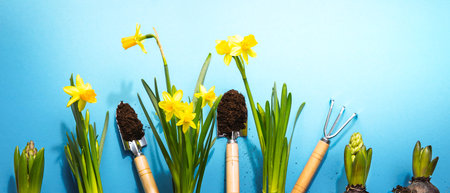 Garden flowers and tools on blue backgroundの写真素材