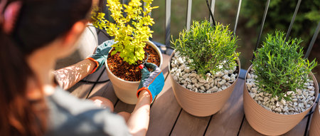 A gardener woman in gloves is planting flowers in pots on the terrace. Gardening conceptの写真素材